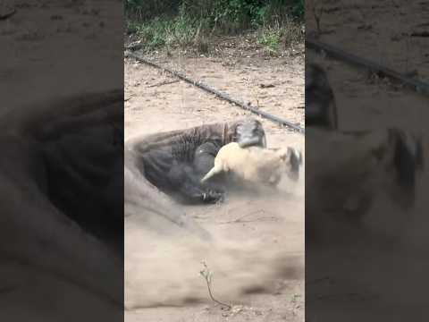 The speed at which the komodo dragon reaches its target 💨